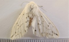 Spilosoma dubia