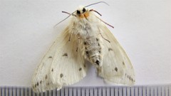 Spilosoma dubia