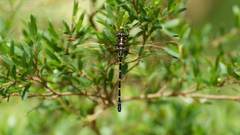 Eusynthemis tillyardi