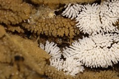 Ceratiomyxa fruticulosa fruticulosa