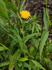 Sonchus brachyotus