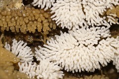 Ceratiomyxa fruticulosa fruticulosa