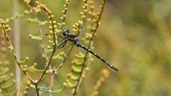 Eusynthemis tillyardi