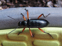 Strongylium erythrocephalum