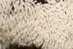 Ceratiomyxa fruticulosa fruticulosa