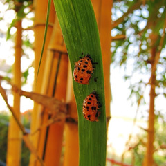 Coccinellidae