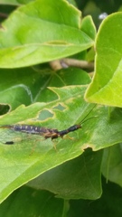 Parainocellia bicolor