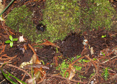 Dactylanthus taylorii