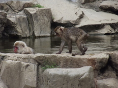 Macaca fuscata fuscata