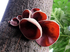 Auricularia