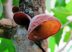 Auricularia