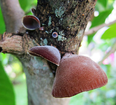 Auricularia