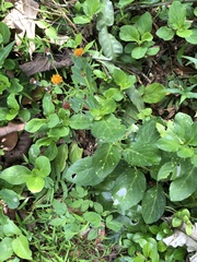 Gynura elliptica