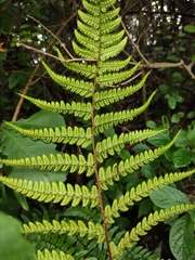 Dryopteris championii