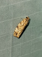 Phaecasiophora niveiguttana