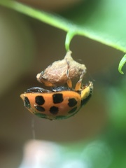 Dinocampus coccinellae paralysis virus