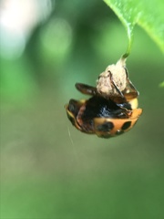Dinocampus coccinellae paralysis virus