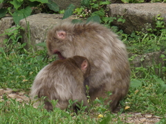 Macaca fuscata fuscata