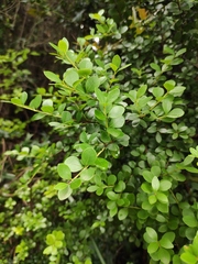 Syzygium buxifolium