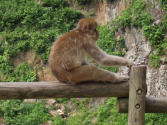 Macaca fuscata fuscata