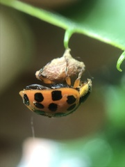 Dinocampus coccinellae paralysis virus