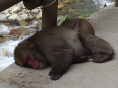 Macaca fuscata fuscata