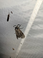 Prionoxystus macmurtrei