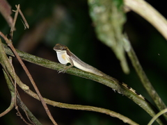 Border Anole photo 5