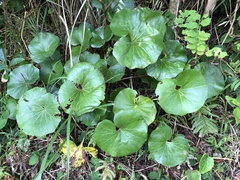 Farfugium japonicum japonicum