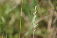 Aristida dichotoma