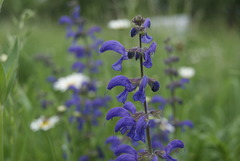 Salvia pratensis
