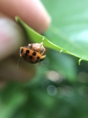 Dinocampus coccinellae paralysis virus