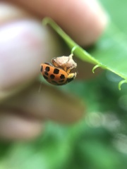Dinocampus coccinellae paralysis virus