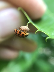 Dinocampus coccinellae paralysis virus