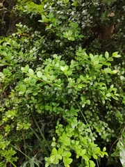 Syzygium buxifolium
