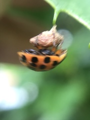 Dinocampus coccinellae paralysis virus