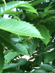 Dinocampus coccinellae paralysis virus