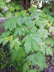 Acer pseudoplatanus