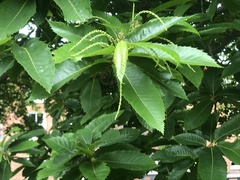 Dinocampus coccinellae paralysis virus
