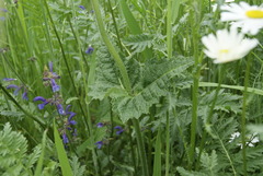 Salvia pratensis