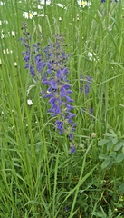 Salvia pratensis
