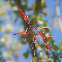 Fouquieria macdougalii