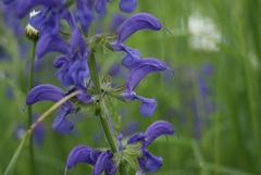 Salvia pratensis