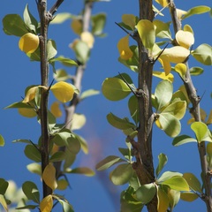 Fouquieria macdougalii