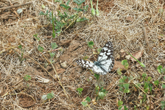 Melanargia ines