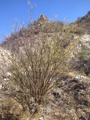 Fouquieria macdougalii