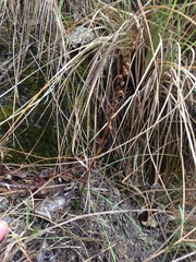 Spiranthes magnicamporum
