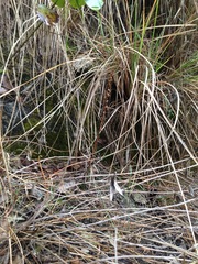 Spiranthes magnicamporum
