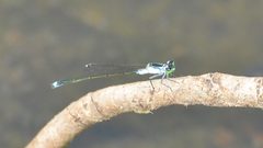 Ischnura pruinescens