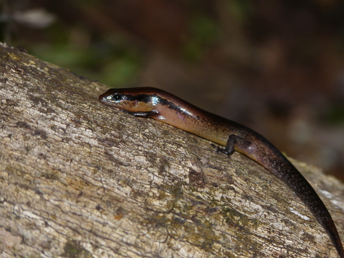Scincella cherriei